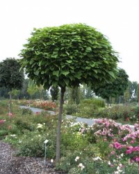 CATALPA BIGNONIOIDES NANA - CATALPA BIGNONIOIDES NANA